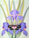 Butterfly & Irises